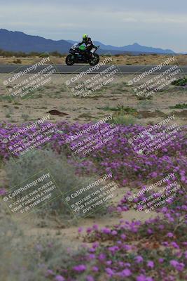 media/Jan-14-2023-SoCal Trackdays (Sat) [[497694156f]]/Turn 14 Exit Bloomig (145pm)/